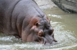 Falleció Hipólito, el histórico hipopótamo del Bioparque