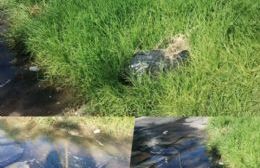 Denuncian abandono y riesgo en la esquina de 8 y 76 frente a la ENET Nº 5 Manuel Savio